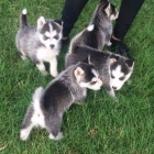 Sibirsk husky na prodej bez PP