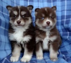 Štěňata Pomsky hledají své navždy domovy.