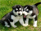 Siberian husky tata