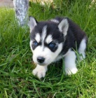 Sibisk husky tata