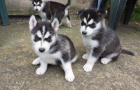 Plemene Sibisk husky tn ek na pet milujc rodinu