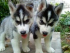 tn Sibisk Husky s PP 