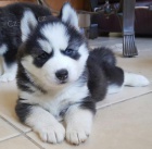 Sibiřský husky