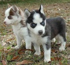 Predm istokrvn sibrsky husky teniatka bez PP.