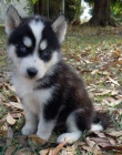 tn Sibisk Husky s PP 