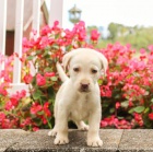 Rozkošný štěňátka Labrador Retriever