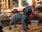 Americk Bandog