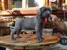 Americk Bandog