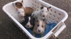 Štěňátka Miniaturní Bull Terrier