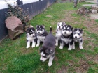 Sibisk husky - tata s PP