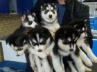 Sibisk husky - tata s PP