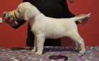 Smetanov ttka labradora s PP