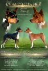 Basenji štěňata