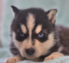 Rodinn zvednut sibisk husky ttka