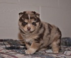 Ptelsk ttka Pomsky