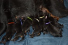 Beauceron - Francouzský ovčák