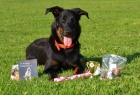 Beauceron - Francouzský ovčák