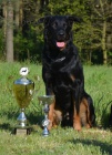 Beauceron - Francouzský ovčák