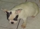 Francouzský buldoček modro bílý