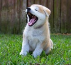 Akita Inu krásné štěňátka