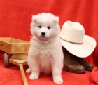 atraktivní samoyed štěňata