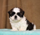 Rozkošný štěňátka Shih Tzu