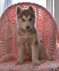Krásné sibiřské husky štěňata