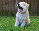 Japonské štěňata Akita