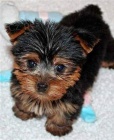 muži a ženy Yorkie toy terrier štěňata