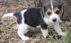 Beagle štěňata jsou k dispozici