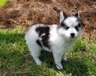 Štěňata Pomsky