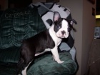 Štěňata Boston Terrier k adopci. Aktualizováno očkování a přichází s novinami
