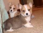 Zdravá  welsh Corgi  Pembroke štěňata