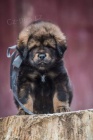 Tibetská doga