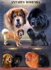Tibetská doga