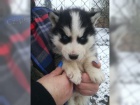 Sibiřské husky štěňata k dispozici