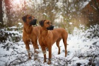 Rhodéský ridgeback šteňátka s PP