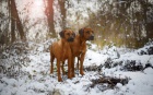 Rhodéský ridgeback šteňátka s PP