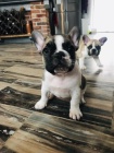 Krsn fenky Francouzskho buldoka