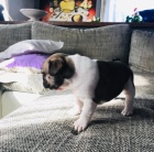 Krsn fenky Francouzskho buldoka