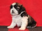 Shih-tzu, ši-tzu štěňátka s PP
