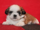 Shih-tzu, ši-tzu štěňátka s PP