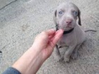 krásná štěňátka Weimaraner pro vás připravena