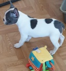 Velmi pkn francouzsk buldoky