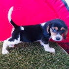 Roztomilá štěňata Beagle