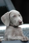 Prestižní Cuccioli% (Výmarský ohař) 65 dní očkovaný