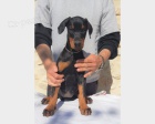 Rozkošná štěňátka Dobermann