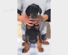 Rozkošná štěňátka Dobermann