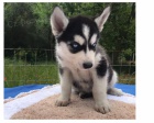 Roztomilá štěňata sibiřský Husky