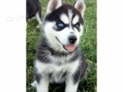 Roztomilá štěňata sibiřský Husky